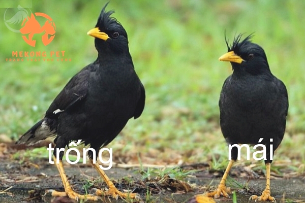 Cách chuẩn để phân biệt chim sáo trống và chim sáo mái